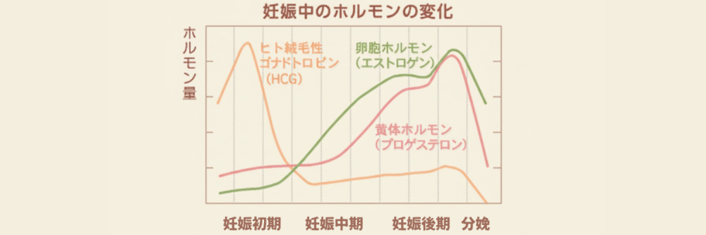 妊娠中のホルモン分泌